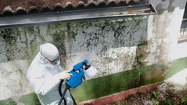 Top rated local Black Mold Remediation specialists in Dayton, MD